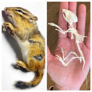Read more about the article Dead Things: Lessons of a Novice Taxidermist and Naturalist